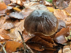 Cortinarius livido-ochraceus