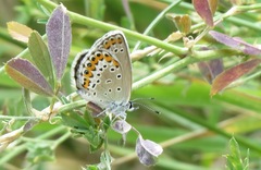 Plebejus argyrognomon