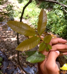 Alectryon tomentosus