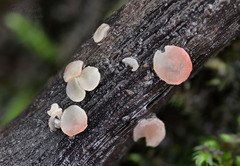 Hymenoscyphus imberbis