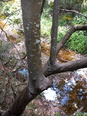 Alectryon tomentosus