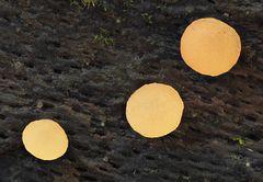 Hymenoscyphus imberbis