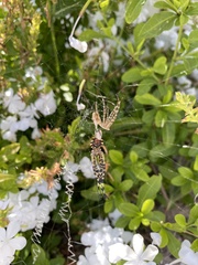 Argiope australis