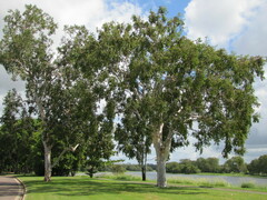 Eucalyptus platyphylla