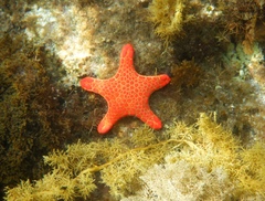 Pentagonaster duebeni