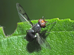 Ulidiidae
