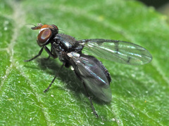 Ulidiidae