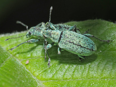 Polydrusus cervinus