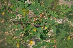 Indigofera suffruticosa