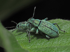 Polydrusus cervinus
