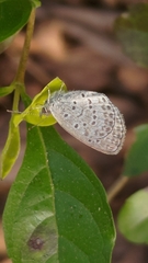 Pseudozizeeria maha okinawana