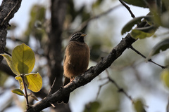 Emberiza tahapisi