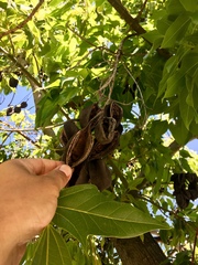 Brachychiton populneus populneus