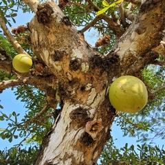 Crescentia cujete