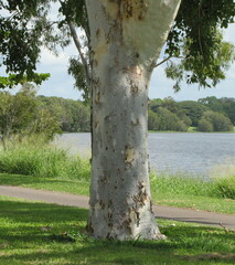 Eucalyptus platyphylla