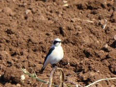 Oenanthe melanoleuca