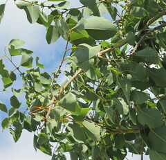Eucalyptus platyphylla