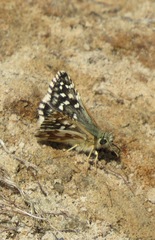 Pyrgus malvae