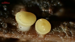 Hymenoscyphus laetus