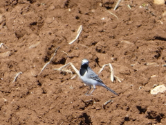 Motacilla alba alba