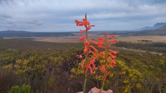 Watsonia