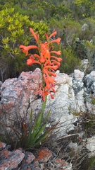 Watsonia