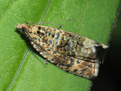 Phiaris micana