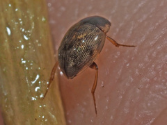 Laccobius