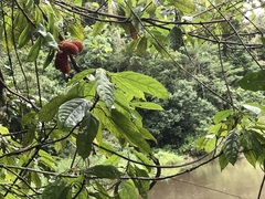 Freycinetia scandens