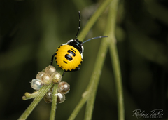 Commius elegans