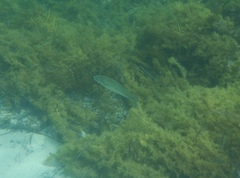 Sillaginodes punctatus