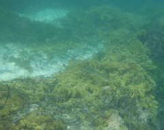 Sillaginodes punctatus