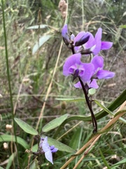 Glycine microphylla