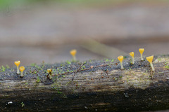 Hymenoscyphus menthae