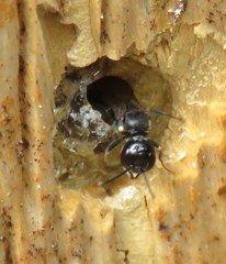 Passaloecus
