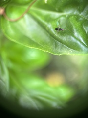 Parapalaeosepsis plebeia