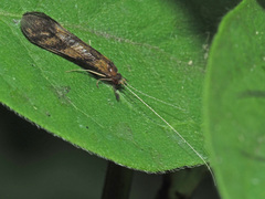 Mystacides longicornis