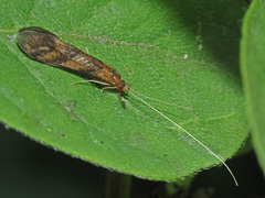 Mystacides longicornis