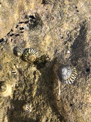 Bembicium nanum