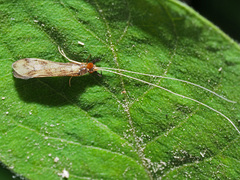 Mystacides longicornis