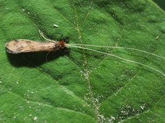 Mystacides longicornis
