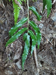 Dryopteris pseudosieboldii