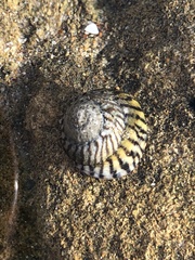 Bembicium nanum