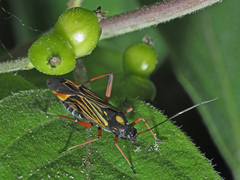 Miris striatus