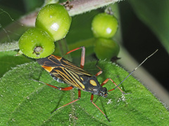 Miris striatus