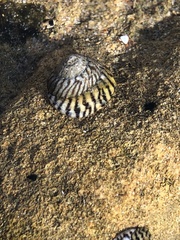 Bembicium nanum