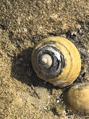 Austrocochlea constricta