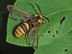 Sesia apiformis