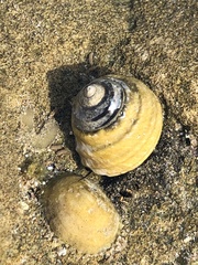 Austrocochlea constricta