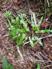 Lygodium articulatum